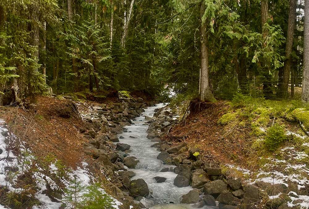 Winter Whispers: An Artist’s Journey of Love, Loss, and Creation