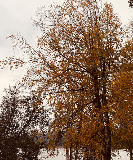 October Reflections: A Season of Stillness and Colour