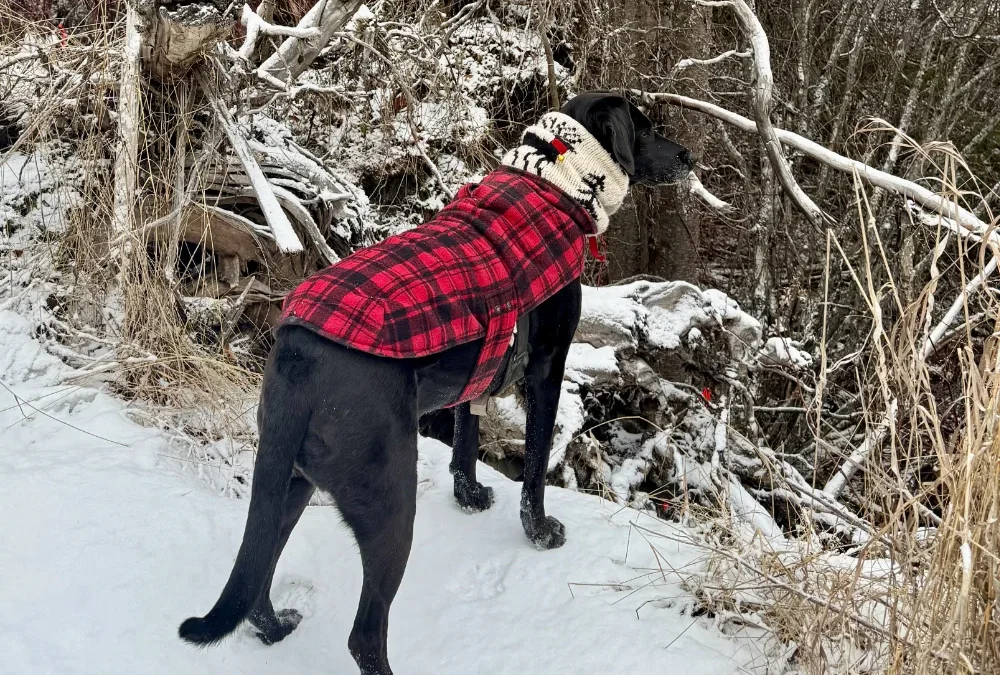 My Circle of Life: Art, Scars, and Gratitude